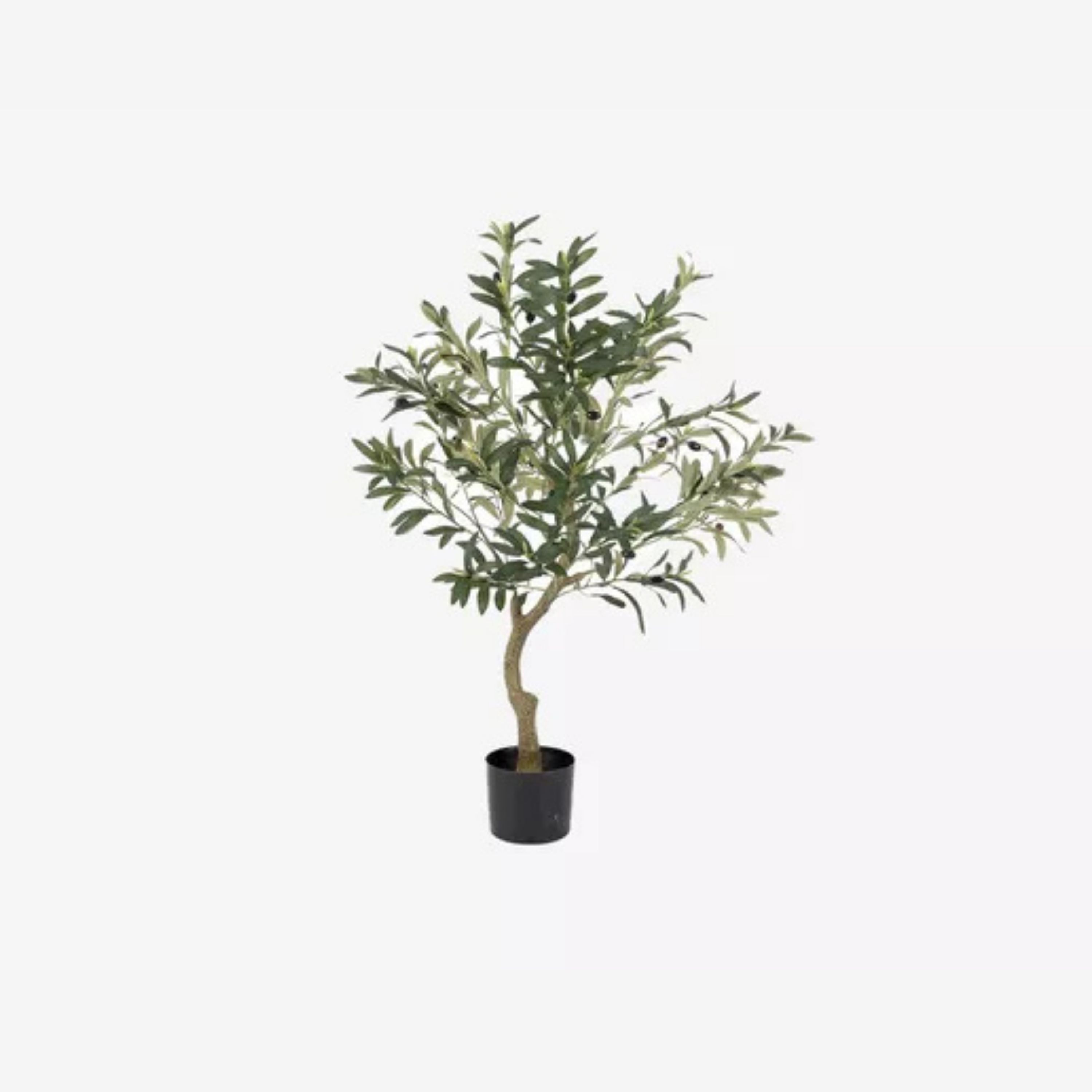 Dekoratyviniai augalai