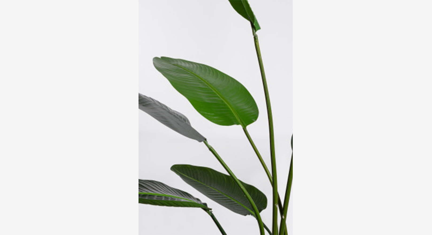 STERILISIA mažesnis dekoratyvinis augalas paveiklėlis 2