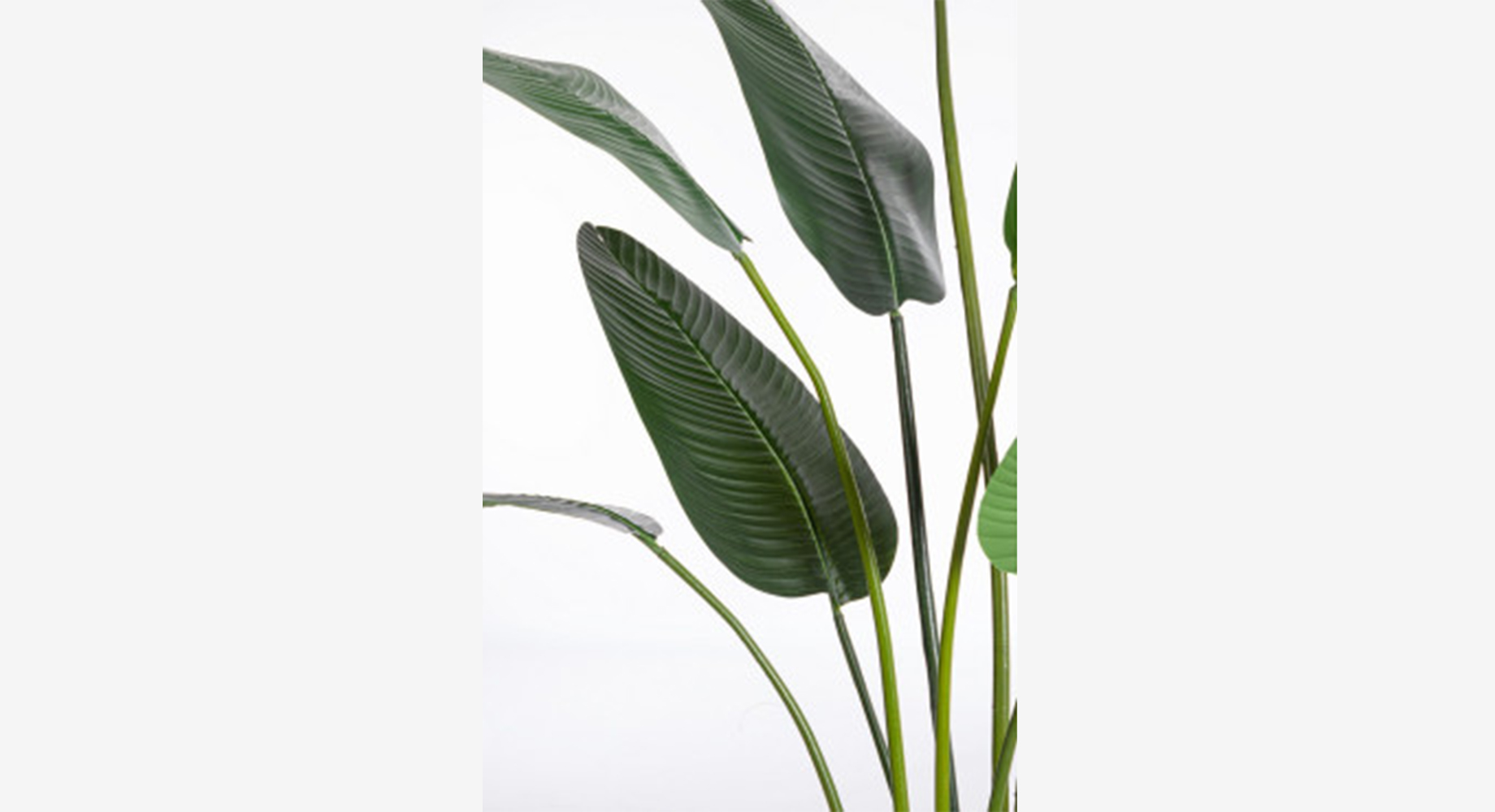 STERILISIA dekoratyvinis augalas 2