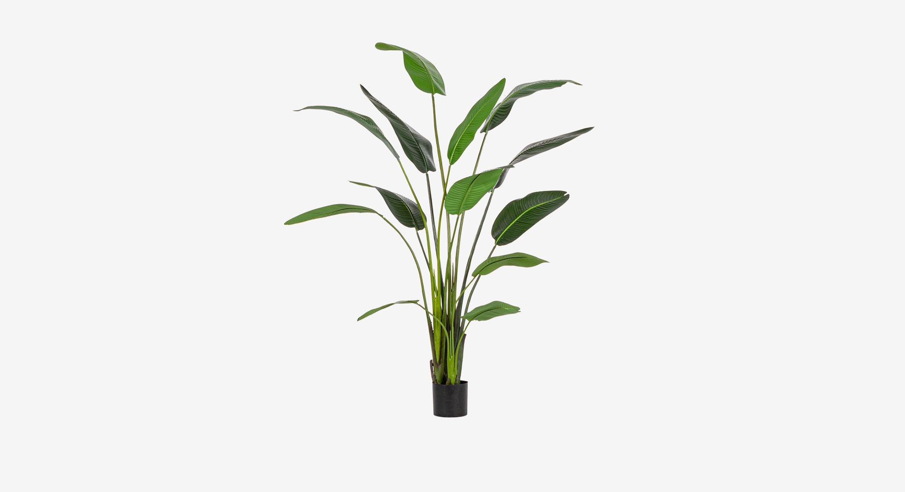 STERILISIA dekoratyvinis augalas 1