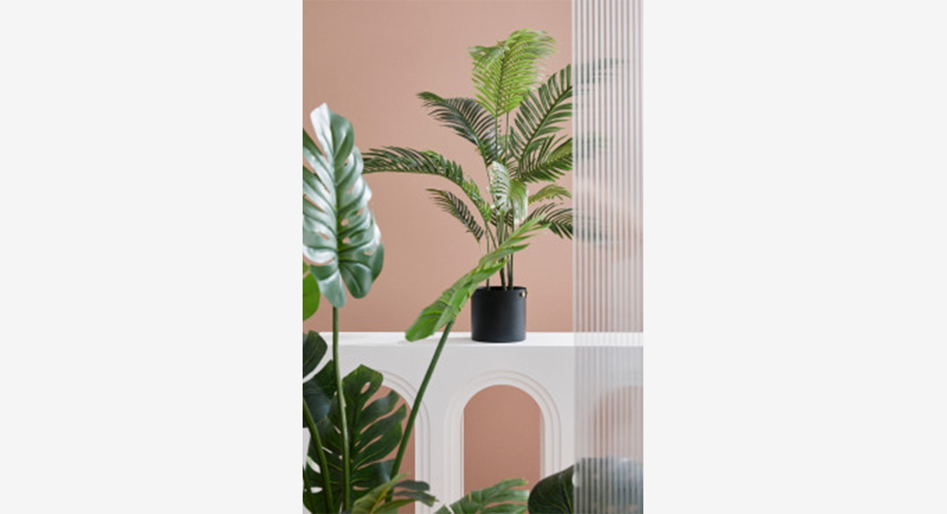 KENZIA dekoratyvinis augalas 3