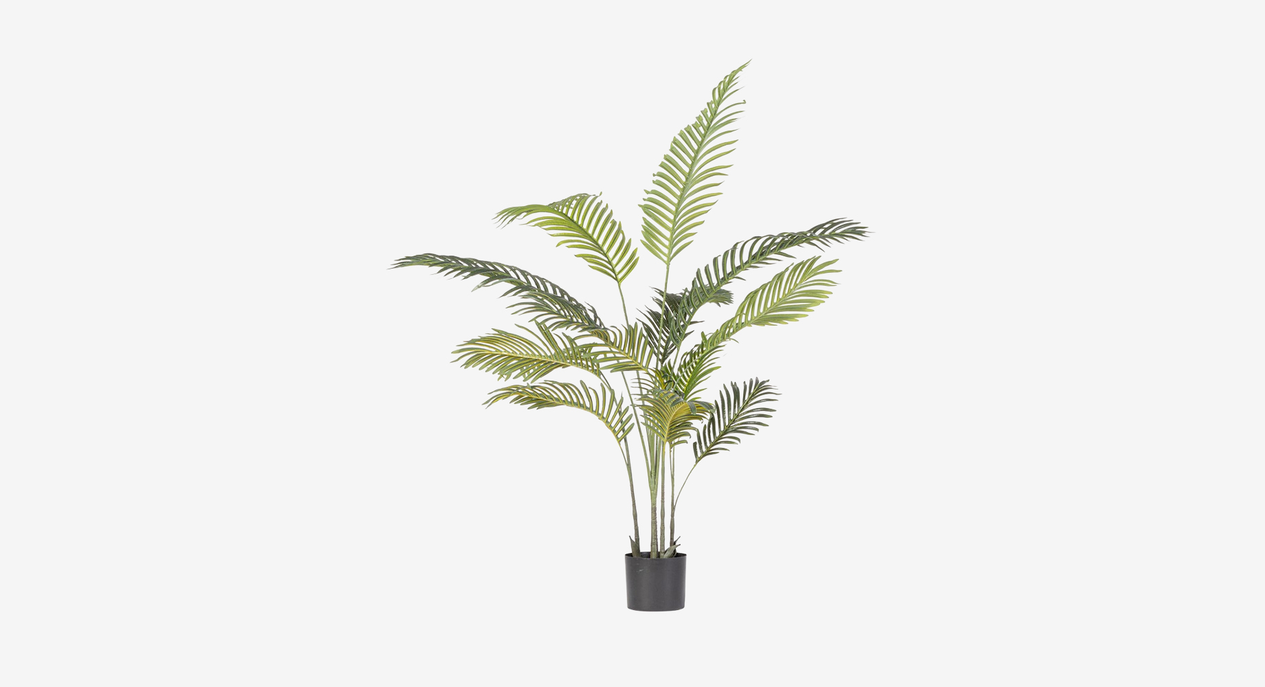 KENZIA dekoratyvinis augalas 1