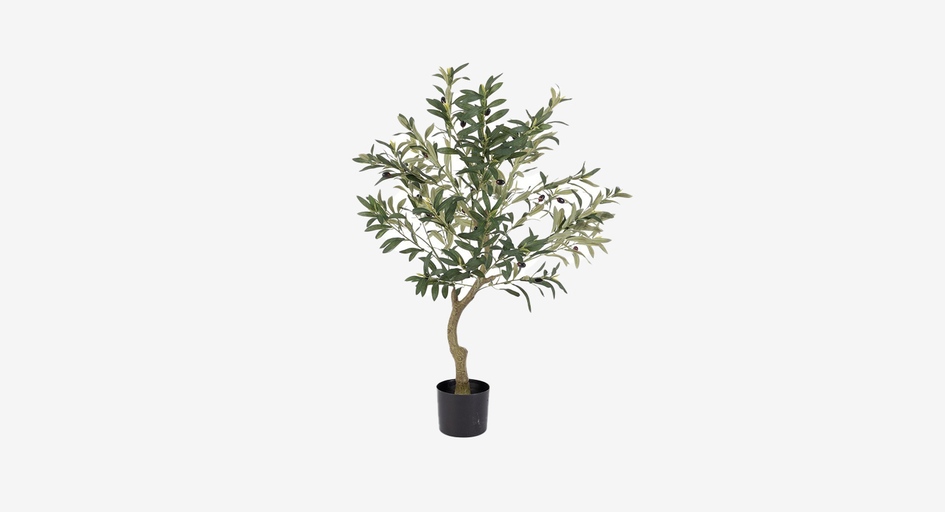 OLIVE dekoratyvinis augalas 1