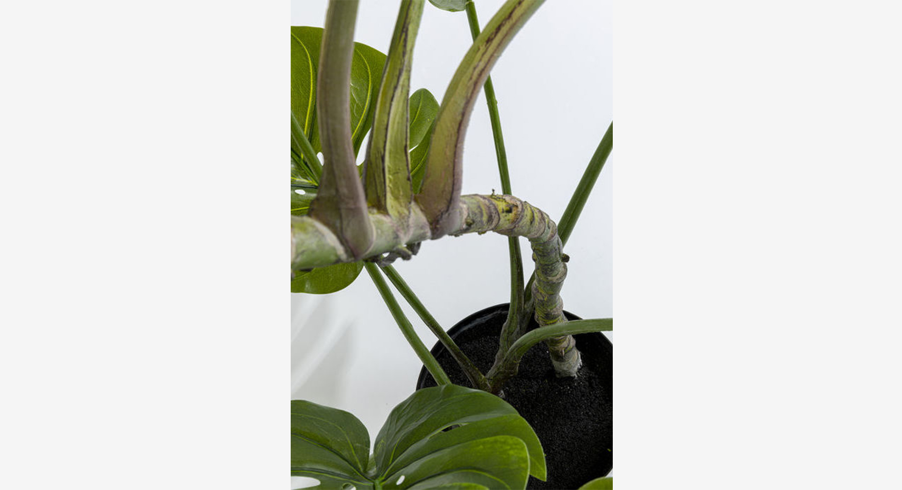 MONSTERA dekoratyvinis augalas 2