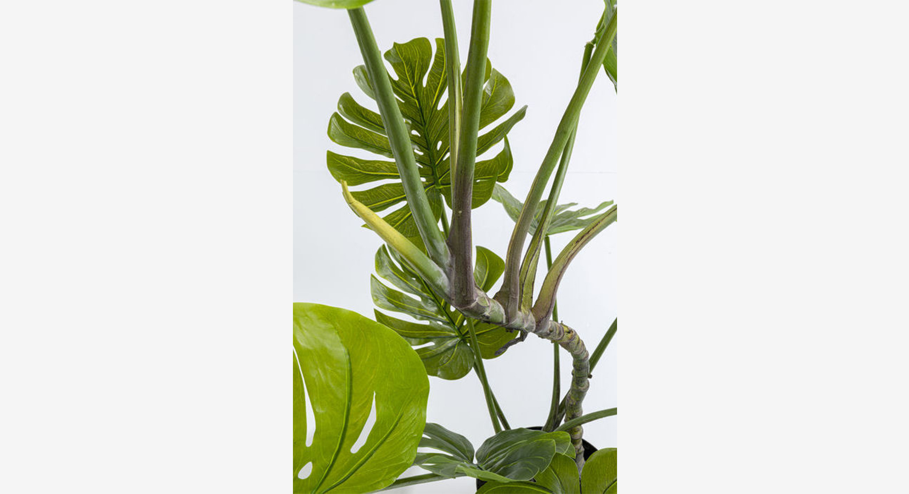 MONSTERA dekoratyvinis augalas 3